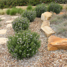Westringia 'Aussie Box' shrubs in a garden bed with mulch, stepping stones, and decorative rocks. Green foliage with delicate flowers.