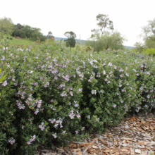 Westringia ‘Aussie Box’ shrub: dense green foliage dotted with delicate pink flowers, forming a compact hedge.