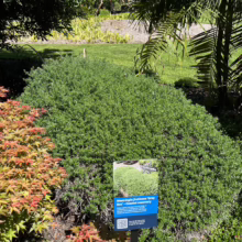 Westringia fruticosa 'Grey Box' coastal rosemary shrub with dense green foliage, next to a red Japanese maple. Sign indicates it's a Star Performer.