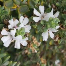 Westringia fruticosa 'Grey Box' close-up: Small white flowers bloom amongst grey-green foliage.