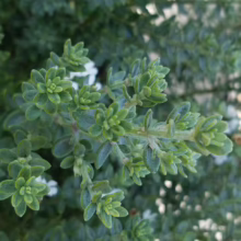 Westringia fruticosa 'Grey Box': A dense green shrub with small, tightly packed leaves and delicate white flowers.