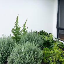 Lush garden bed with Westringia fruticosa 'Grey Box', creeping fig, monstera, and boxwood against a white wall near a window.