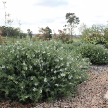 Westringia fruticosa 'Mundi' shrub with silvery-green foliage and delicate white flowers, forming a dense, rounded shape in a garden setting.