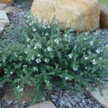 Westringia fruticosa 'Mundi' shrub with small, white flowers amongst grey-green foliage in a garden setting.