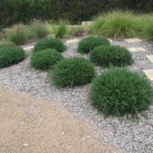 Westringia fruticosa 'Mundi': Compact, rounded green shrubs amidst light gravel and paving stones in a garden setting.