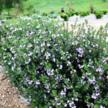 Westringia 'Naringa' shrub with dense green foliage and delicate pale purple flowers, forming a neat hedge