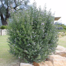 Westringia 'Naringa' shrub, a dense evergreen with small grey-green leaves and delicate pale purple flowers, perfect for gardens or landscaping