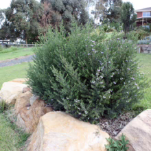 Westringia 'Naringa' shrub: Dense, rounded form with grey-green leaves and pale purple flowers, set in a natural rock garden.