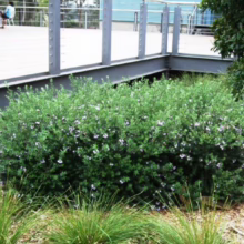 Westringia 'Naringa' shrub with dense green foliage and delicate white flowers, growing in a landscaped garden bed.