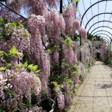 Wisteria floribunda 'Lipstick' cascading over an arched trellis, creating a tunnel of soft pink and lavender blooms.