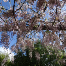 Wisteria floribunda 'Lipstick' cascading from a pergola, its pale pink blooms creating a stunning floral canopy against a bright blue sky and green foliage
