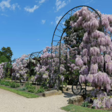 Wisteria floribunda 'Lipstick' cascading over a wrought-iron pergola, creating a stunning floral tunnel in shades of lilac and lavender.