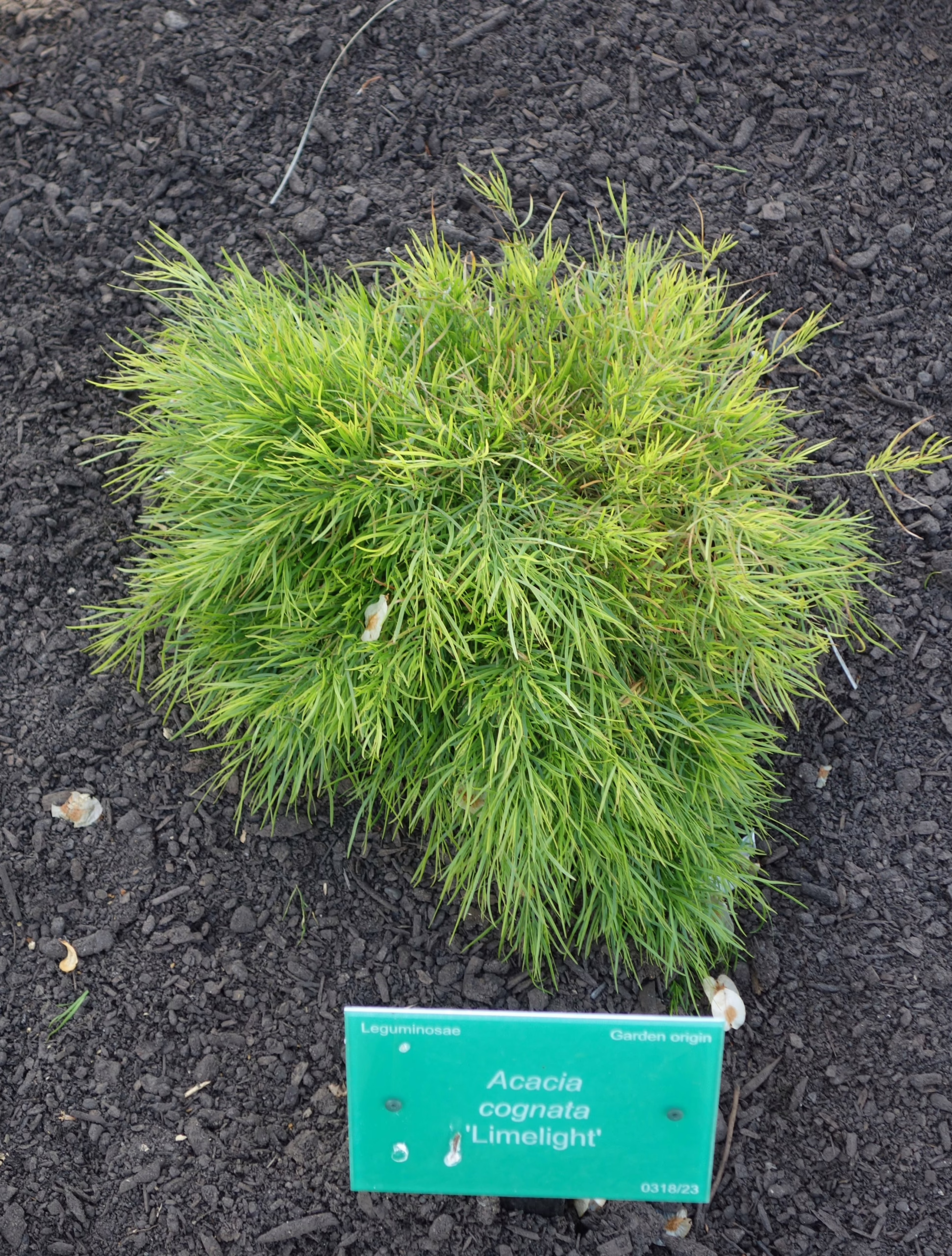 Acacia cognata 'Limelight': A compact dwarf acacia showcasing vibrant lime green foliage. Ideal as ground cover, adding a splash of color.