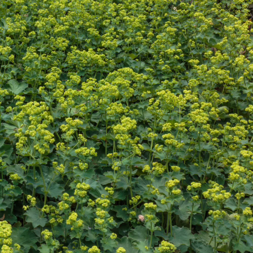 Lush field of lady's mantle (Alchemilla mollis) ground cover, featuring vibrant chartreuse flowers and textured green leaves; a beautiful perennial.