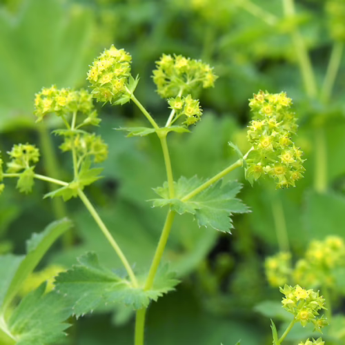 Lady's mantle plant with vibrant green foliage and clusters of tiny, yellow-green star-shaped flowers