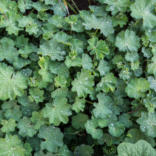 Lush green Lady's Mantle foliage glistening with water droplets, creating a fresh, vibrant ground cover.