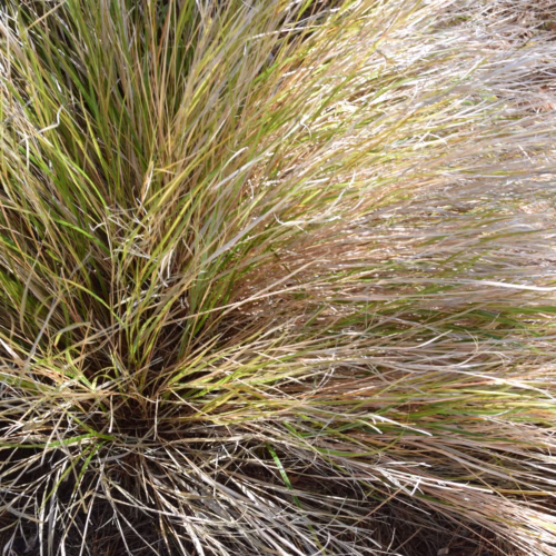 Ornamental grass with green and beige blades, creating a natural, textured look for garden landscaping.