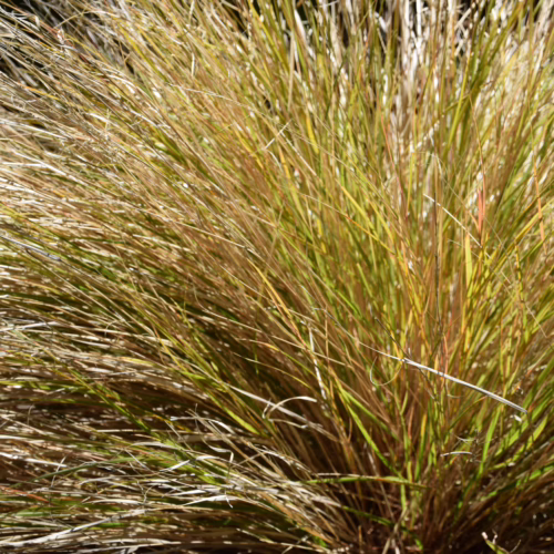 Bushy ornamental grass with golden and green blades, adding texture and natural beauty to any garden