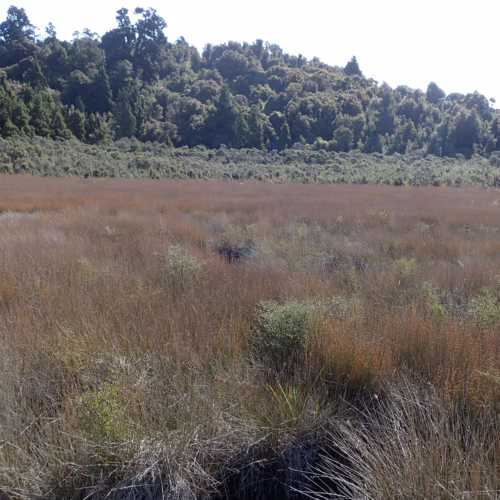 Vast grassy wetland with scattered shrubs, backed by a lush green forest under a bright, clear sky.