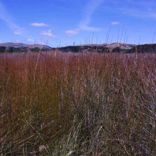 Field of tall brown & green grasses swaying under a bright blue sky, with distant rolling hills
