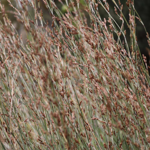 Field of slender brown and green grass-like plants with delicate seed heads, creating a natural, textured scene.