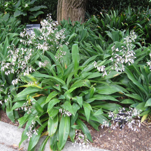 Lush green evergreen plants with delicate spikes of small white flowers, growing in a garden setting.