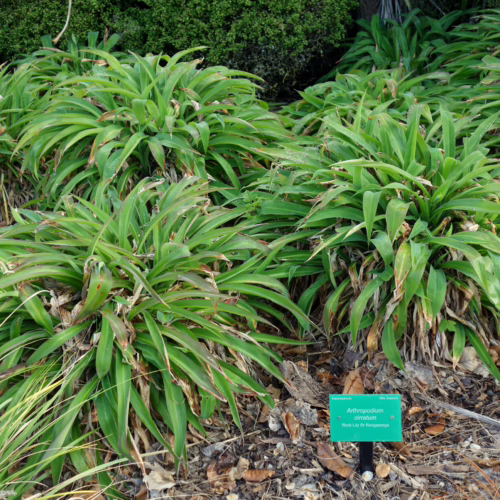 Arthropodium cirratum plants, also known as Renga Lily or Reinga Lily, with spiky green leaves and some dried leaves at the base.