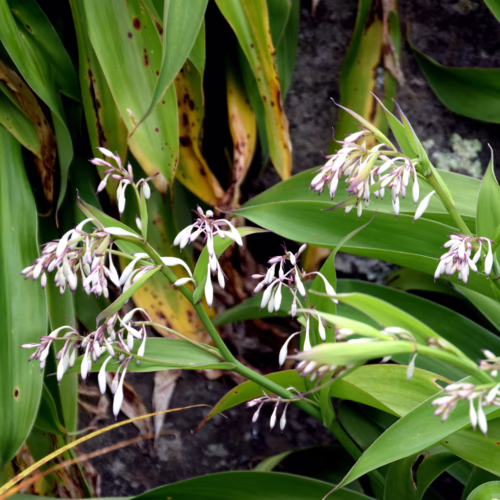 Green leaves with clusters of delicate white and purple flowers, creating a natural, serene scene.
