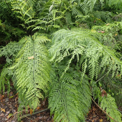 Lush green fern plants with delicate, feathery fronds create a textured, natural scene.