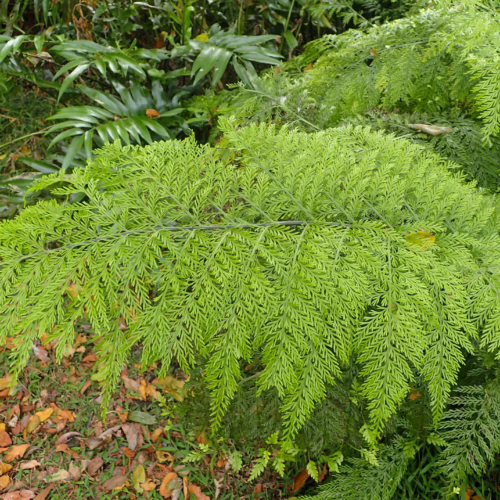 Bright green fern frond with intricate, delicate foliage creating a lush, natural texture