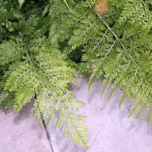 Lush green fern with delicate, feathery fronds cascading over a textured stone surface.