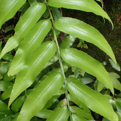 Asplenium oblongifolium fern fronds, showcasing glossy, elongated, bright green leaflets arranged along a central stem, with a blurred background of moss and other foliage.