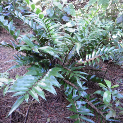 Lush Asplenium oblongifolium fern with glossy, elongated fronds, growing in a natural woodland setting with pine needles on the ground.