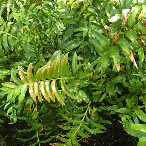 Lush green Asplenium oblongifolium fern fronds, some showing golden-brown tips, creating a dense, vibrant naturalistic display