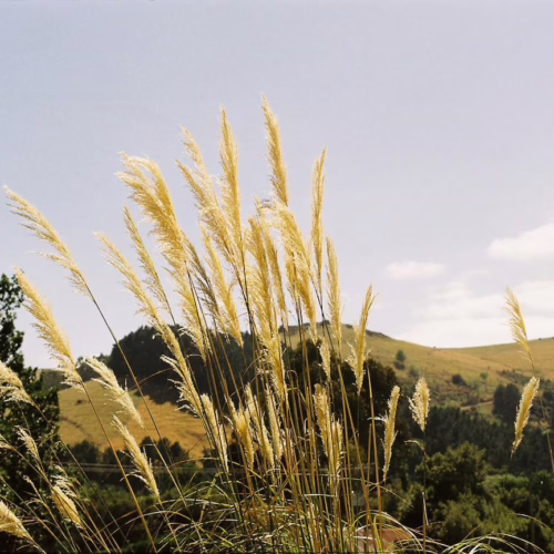 Tall, feathery plumes of Austroderia richardii grass sway gently against a soft blue sky and rolling green hills, evoking a sense of natural beauty and tranquility.