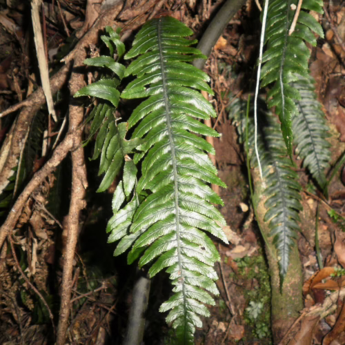 Austroblechnum lanceolatum, a lush green fern with elongated, serrated fronds, thrives in a shaded forest setting amidst fallen leaves and branches.