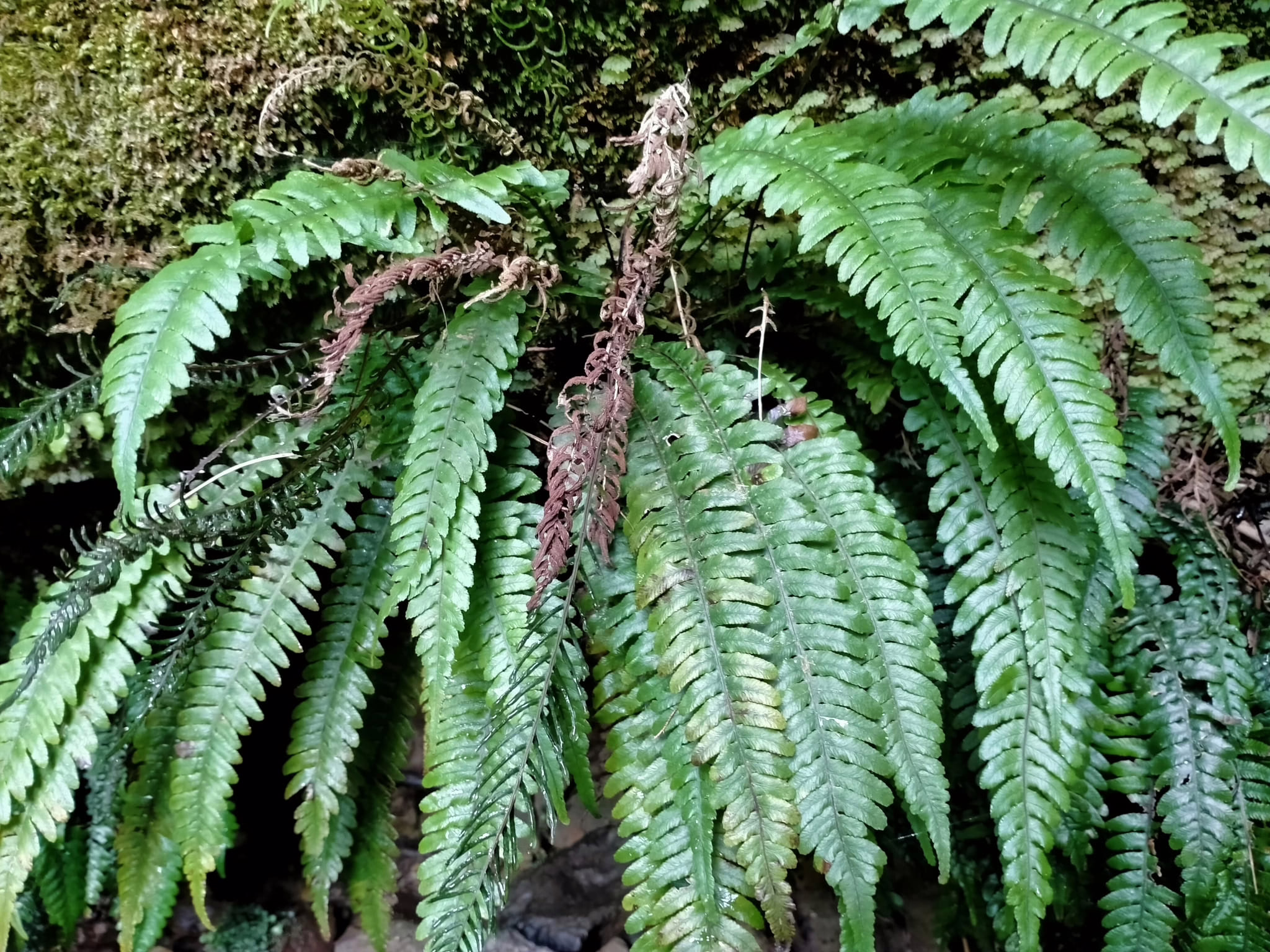 Lush green Austroblechnum lanceolatum fern fronds unfurling from a mossy, rocky wall, showcasing delicate, serrated leaf edges and a natural, woodland aesthetic.