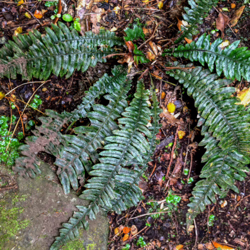 Austroblechnum lanceolatum fern with vibrant green, serrated fronds unfurling from a central crown, nestled amongst damp forest floor debris.