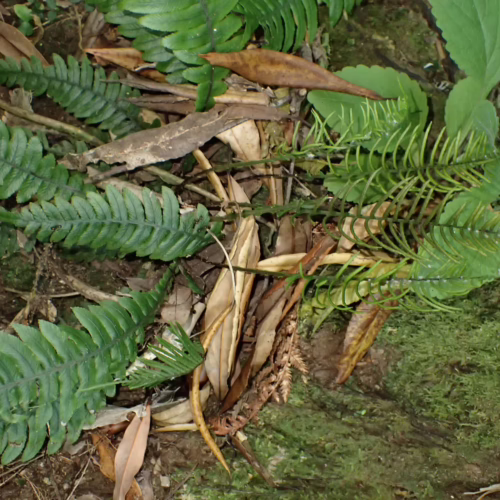 Austroblechnum lanceolatum, a fern with vibrant green, lance-shaped fronds, grows amongst mossy logs and fallen leaves in a forest setting.