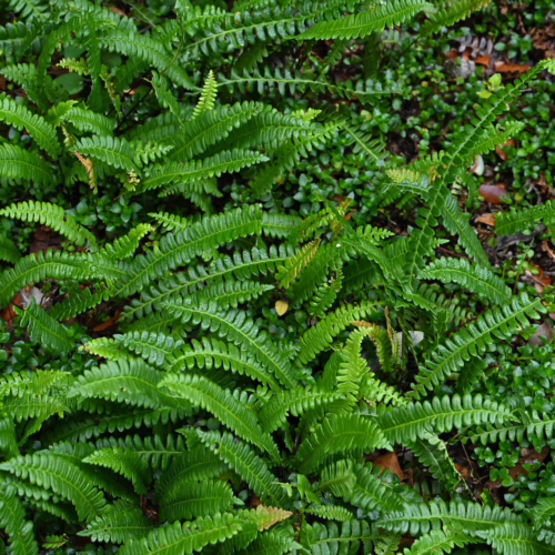 Lush, vibrant green Austroblechnum penna-marina ferns carpeting a forest floor, with small, dense ground cover and scattered brown leaves.