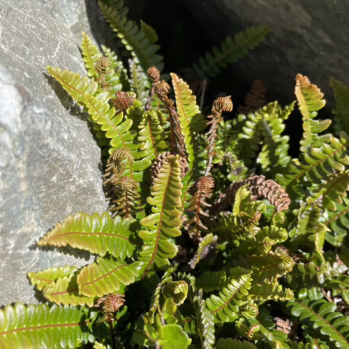 Austroblechnum penna-marina fern growing between rocks, with vibrant green fronds and reddish-brown fiddleheads unfurling in sunlight.