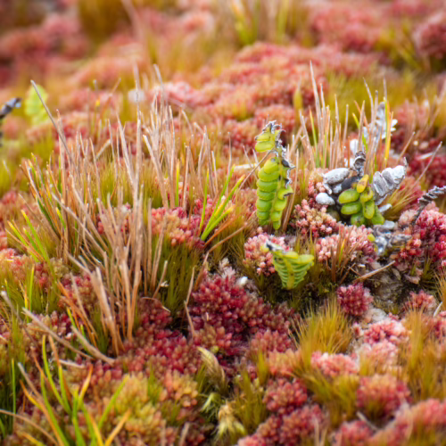 Austroblechnum penna-marina, a small fern with bright green fronds and reddish-brown mossy ground cover, showcasing delicate natural textures and vibrant colors.