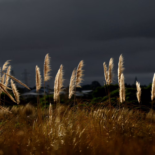 Golden Austroderia toetoe plumes catch the sunlight against a dark, cloudy sky, highlighting the tall grass in a natural, windswept landscape.