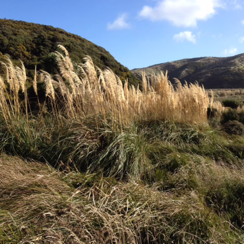 Tall plumes of Austroderia toetoe grass sway in the breeze against a backdrop of green hills and a blue sky.