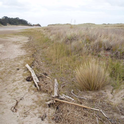 Coastal landscape with dry grasses, sand, and driftwood on a beach, suggesting a natural, rugged environment.