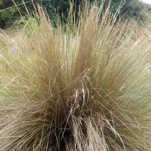 Close-up of a large, dense clump of ornamental grass with long, arching, golden-brown blades and delicate seed heads
