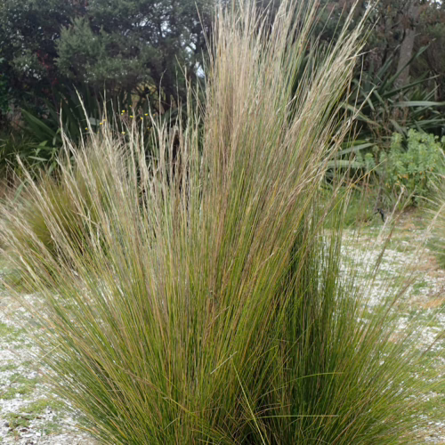 A clumping ornamental grass with fine, arching green and straw-colored blades, creating a wild, naturalistic texture in an outdoor landscape setting.