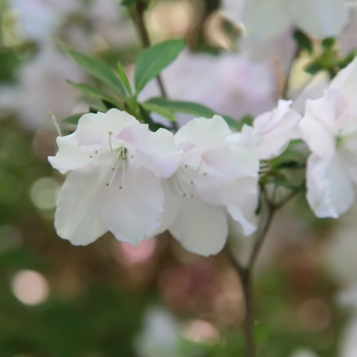 Delicate white azalea blossoms on a branch, complemented by fresh green leaves and a soft, blurred background.
