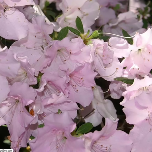 Light pink azalea blossoms in full bloom, showcasing delicate petals and intricate stamen details