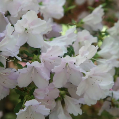 Delicate white Azalea blossoms clustered on a bush, showcasing soft, elegant petals and fresh green foliage.